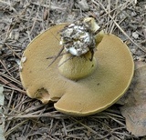 Boletus durhamensis image