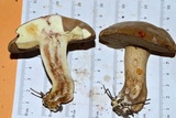 Boletus durhamensis image