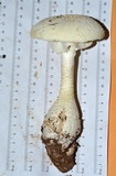Amanita ravenelii image