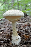 Amanita ravenelii image