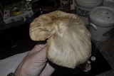 Pluteus petasatus image