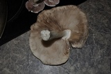 Pluteus petasatus image