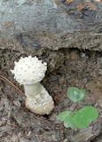 Amanita subcokeri image