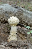 Amanita subcokeri image