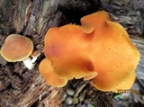 Gymnopilus sapineus image