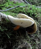 Gyroporus castaneus image