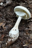 Amanita ravenelii image