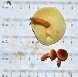 Gyroporus castaneus image