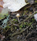 Galerina clavata image