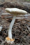 Amanita roseitincta image