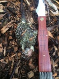 Phallus hadriani image