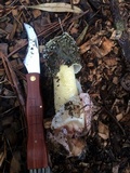 Phallus hadriani image