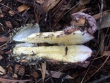 Phallus hadriani image