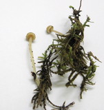 Galerina clavata image