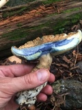 Gyroporus cyanescens image