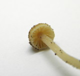 Galerina clavata image