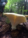 Pleurotus dryinus image
