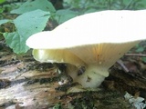 Pleurotus dryinus image