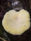 Pleurotus dryinus image