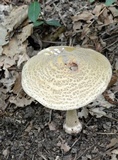 Amanita rubescens var. rubescens image