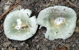 Russula parvovirescens image