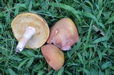 Xanthoconium affine image