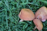 Xanthoconium affine image