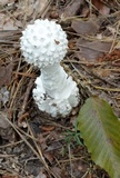 Amanita subcokeri image