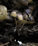 Mycena maculata image