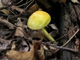 Pulveroboletus curtisii image