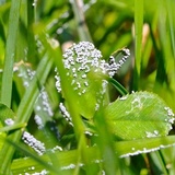Physarum cinereum image