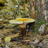 Tapinella atrotomentosa image