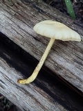 Cyptotrama chrysopepla image