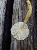 Cyptotrama chrysopepla image