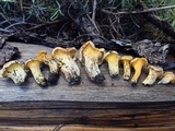 Cantharellus roseocanus image