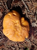 Cantharellus roseocanus image