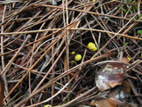 Mycena oregonensis image