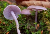Baeospora myriadophylla image