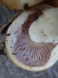 Cortinarius variosimilis image