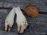 Cortinarius variosimilis image