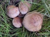 Cortinarius lucorum image