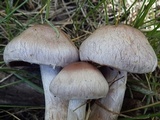 Cortinarius lucorum image