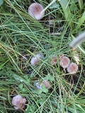 Cortinarius lucorum image