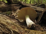 Megacollybia rodmanii image