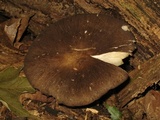 Megacollybia rodmanii image
