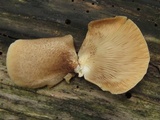 Crepidotus crocophyllus image