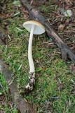 Amanita sect. Vaginatae image