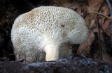 Bresadolia craterella image