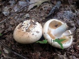 Russula compacta image
