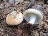 Russula compacta image